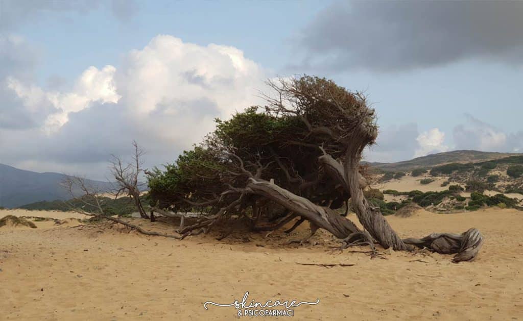 piscinas tree